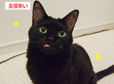 美ニャンウェイ_a0389088_17153122.jpg