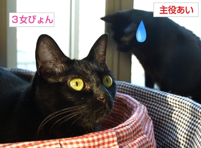 多頭飼いバトル!_a0389088_17171114.jpg
