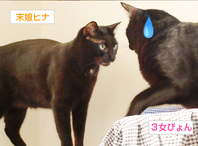多頭飼いバトル!_a0389088_17171137.jpg