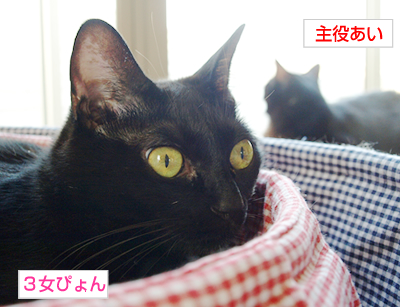 多頭飼いバトル!_a0389088_17171154.jpg