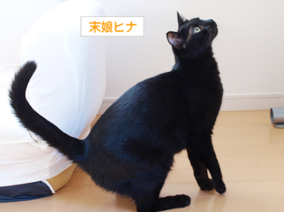 多頭飼いバトル!_a0389088_17171156.jpg