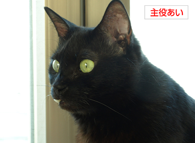 多頭飼いバトル!_a0389088_17171162.jpg