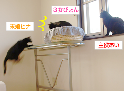 多頭飼いバトル!_a0389088_17171172.jpg