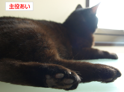 広いお空は誰のもの…?_a0389088_17172512.jpg