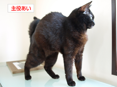 広いお空は誰のもの…?_a0389088_17172515.jpg