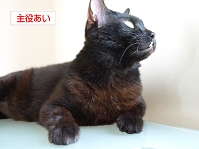 広いお空は誰のもの…?_a0389088_17172557.jpg