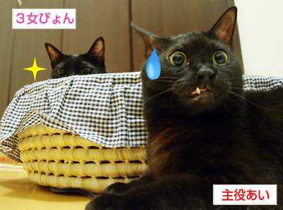 猫の寝相_a0389088_17172702.jpg