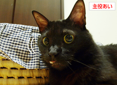 猫の寝相_a0389088_17172772.jpg