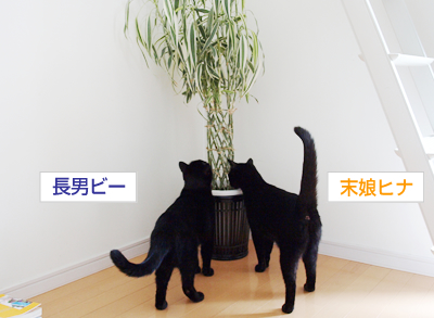 みどり色の家族誕生_a0389088_17173628.jpg