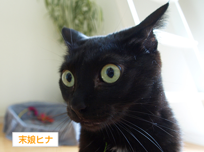 みどり色の家族誕生_a0389088_17173720.jpg