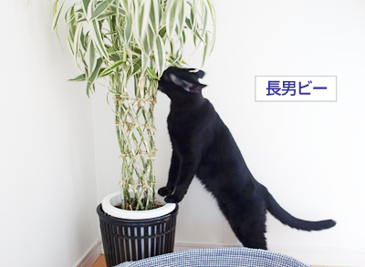 みどり色の家族誕生_a0389088_17173730.jpg