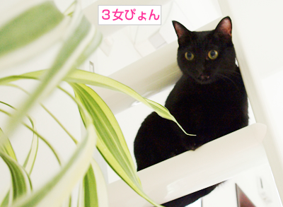 みどり色の家族誕生_a0389088_17173732.jpg