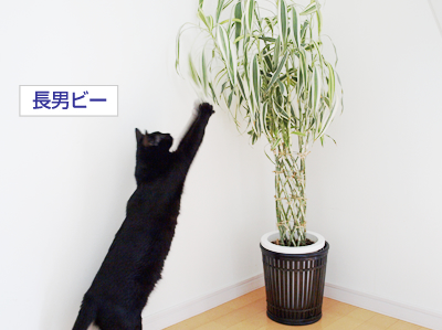 みどり色の家族誕生_a0389088_17173793.jpg