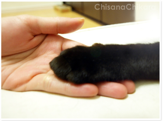 繋いだ手_a0389088_17175847.jpg
