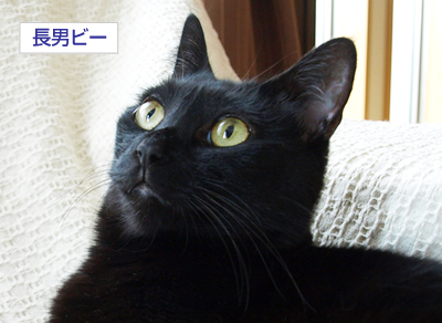 猫のずるがしこさ_a0389088_17175910.jpg