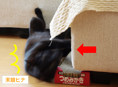 猫のずるがしこさ_a0389088_17175912.jpg