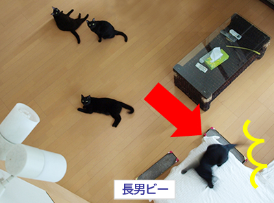 猫のずるがしこさ_a0389088_17175918.jpg