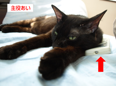 猫のずるがしこさ_a0389088_17175970.jpg