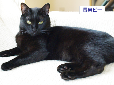 猫のずるがしこさ_a0389088_17175973.jpg