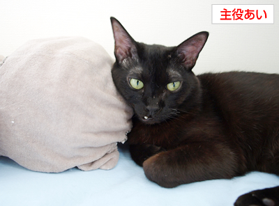 アレルギーと猫の習性_a0389088_17180287.jpg