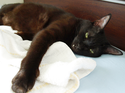 アレルギーと猫の習性_a0389088_17180291.jpg