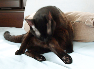 アレルギーと猫の習性_a0389088_17180296.jpg