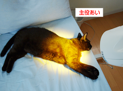 セラピーキャット_a0389088_17180581.jpg