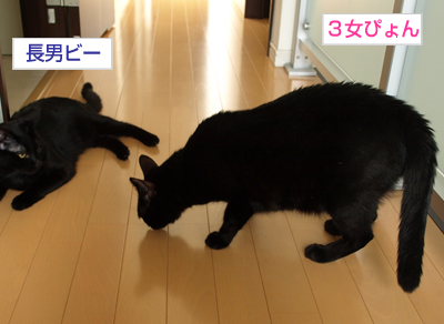 レアキャラ?ぴょんのヒミツ_a0389088_17180942.jpg