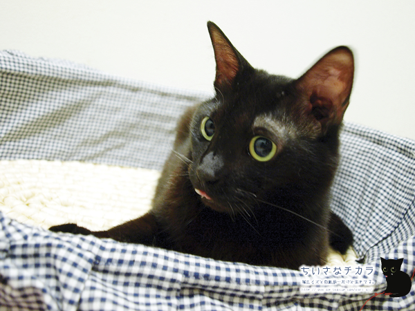 黒猫あいの壁紙♪_a0389088_17181759.jpg