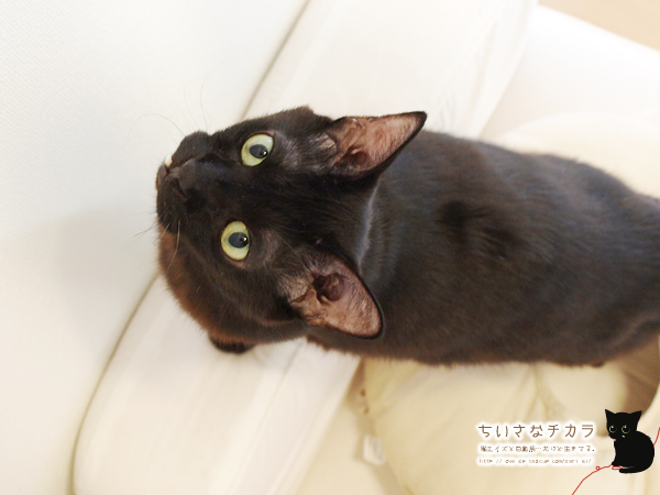 黒猫あいの壁紙♪_a0389088_17181801.jpg