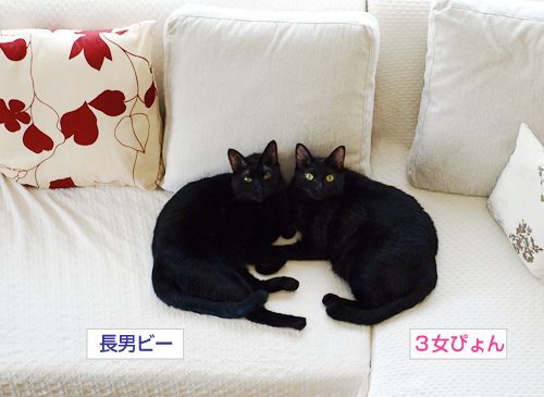 それぞれの黒猫だんご_a0389088_17183392.jpg