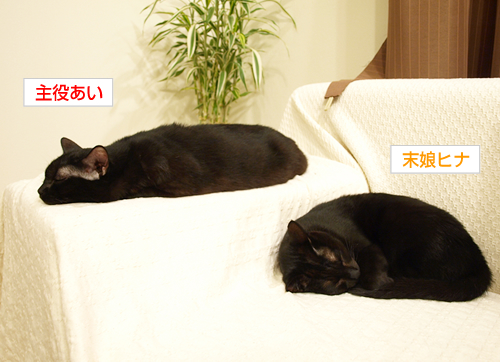それぞれの黒猫だんご_a0389088_17183460.jpg