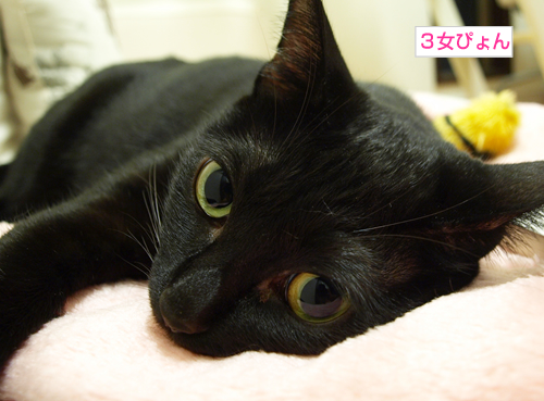 こわいゆめを見ないように_a0389088_17191602.jpg