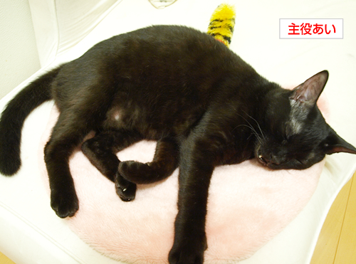 こわいゆめを見ないように_a0389088_17191605.jpg