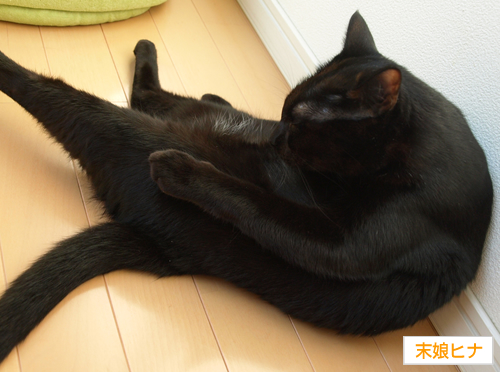 真似してるつもり~_a0389088_17193608.jpg