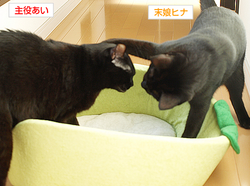 真似してるつもり~_a0389088_17193662.jpg