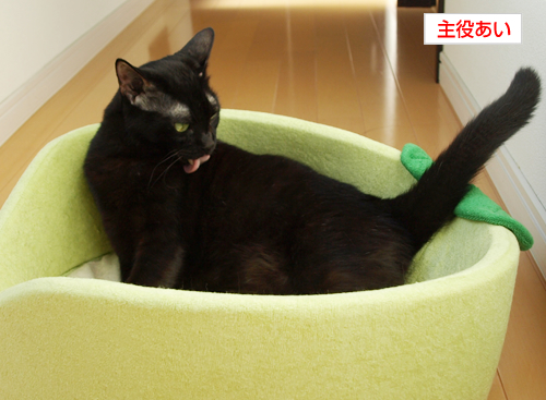 真似してるつもり~_a0389088_17193665.jpg