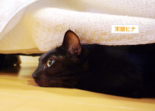 しつこいのは猫の恨み_a0389088_17194014.jpg