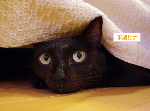 しつこいのは猫の恨み_a0389088_17194109.jpg