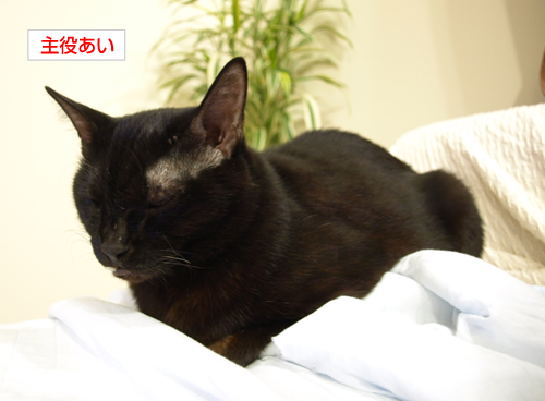 しつこいのは猫の恨み_a0389088_17194116.jpg