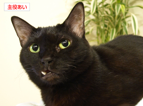 しつこいのは猫の恨み_a0389088_17194187.jpg