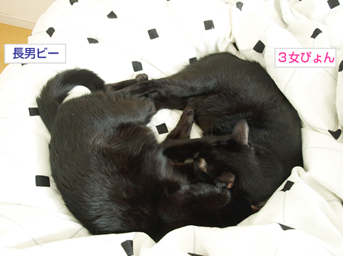 猫と病気とお外のこと_a0389088_17194227.jpg