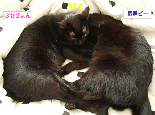 猫と病気とお外のこと_a0389088_17194246.jpg