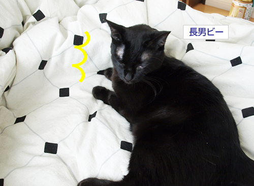 猫と病気とお外のこと_a0389088_17194267.jpg