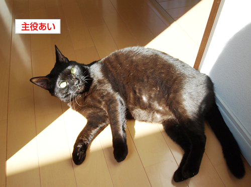 猫と病気とお外のこと_a0389088_17194372.jpg