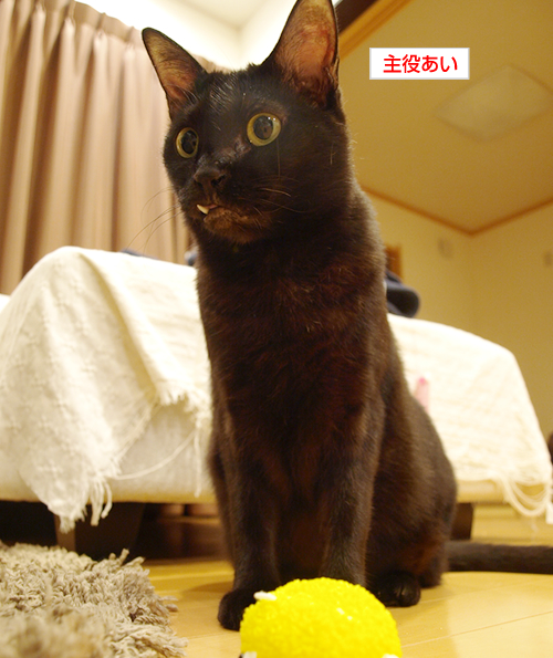 家庭内暴力回避術_a0389088_17194529.jpg