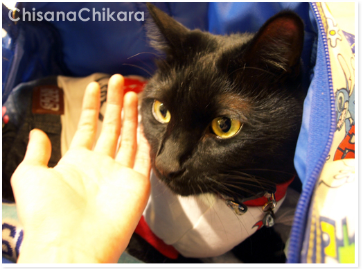 つなげ!猫の輪!_a0389088_17194586.jpg
