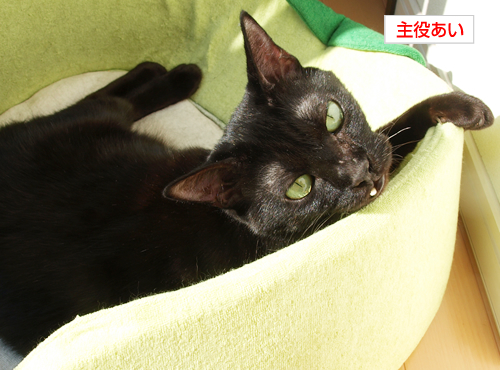 プニプニお肉のブルース_a0389088_17194843.jpg