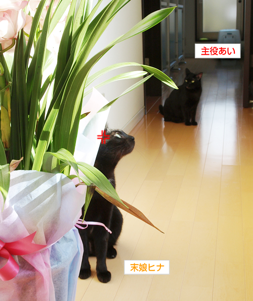 プニプニお肉のブルース_a0389088_17194892.jpg