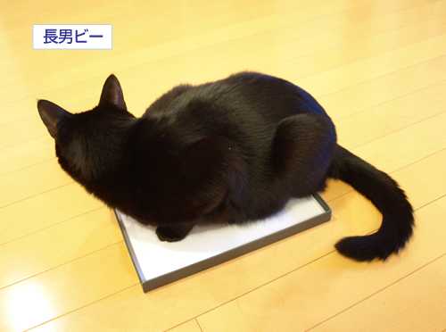 入りたい二人_a0389088_17195520.jpg